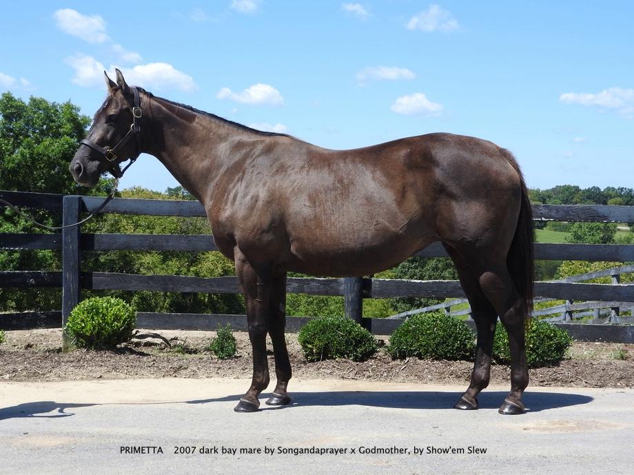 Songandaprayer mare IN FOAL to Commissioner