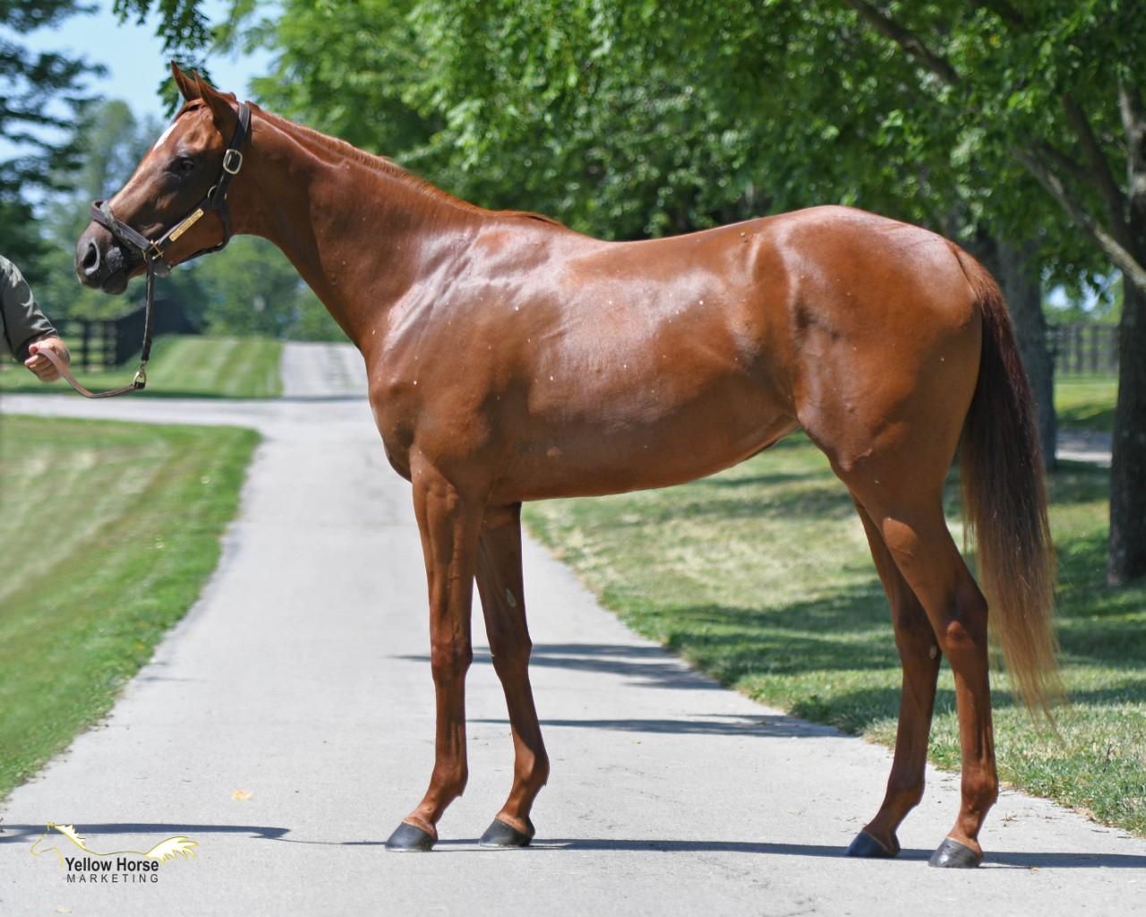 Talented 2yo Filly from first crop of TAPIT son ANCHOR DOWN