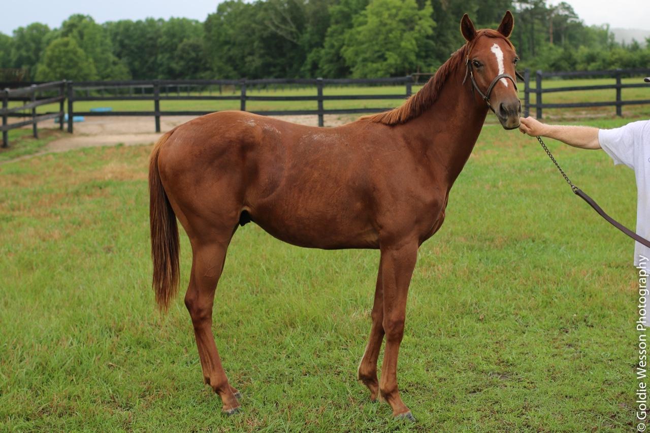 JIMMY CREED COLT  PACKAGE PRICING AVAILABLE