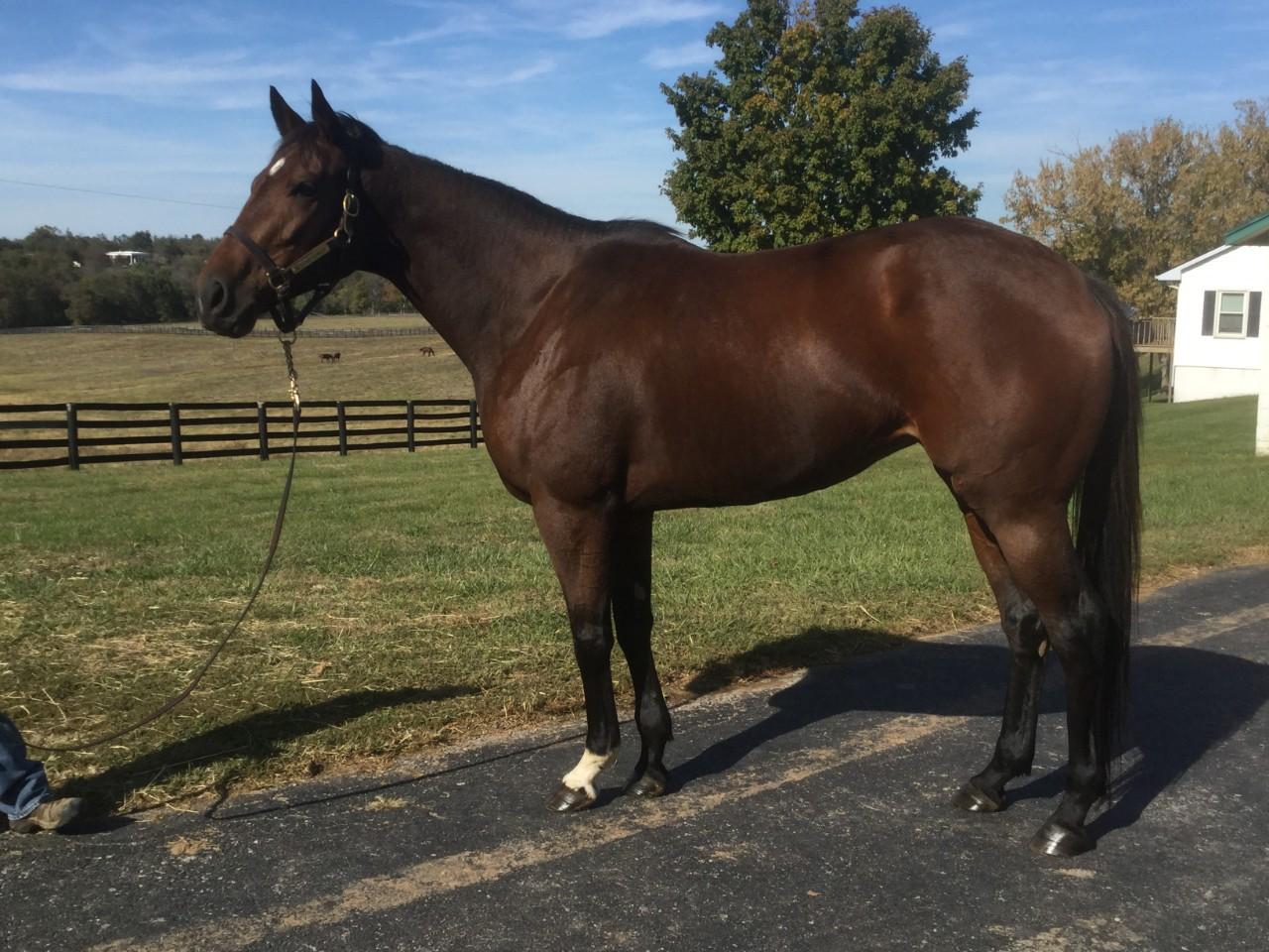 Attractive &amp; Correct Stakes placed Hard Spun Maiden Broodmare