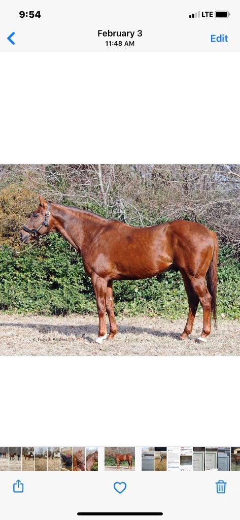 Stallion Muitiple SW and Graded Placed